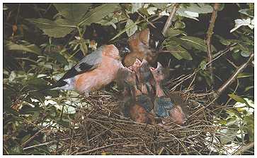 Bullfinches & yong