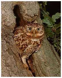 Little Owl