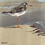 Redshank