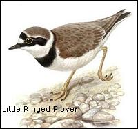 Little Ringed Plover