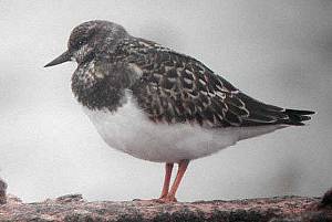 Turnstone Hilbre 2002 G. Blamire