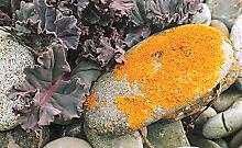 lichen