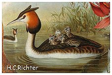 Great Crested Grebes (Richter)
