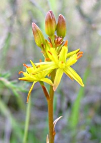 Slender St. John's-wort