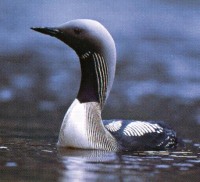 Black-throated Diver