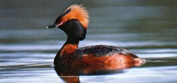 Slavonian Grebe